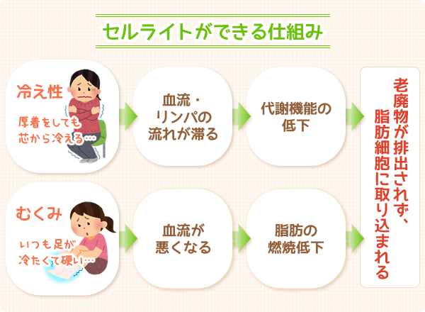 セルライトができる仕組み